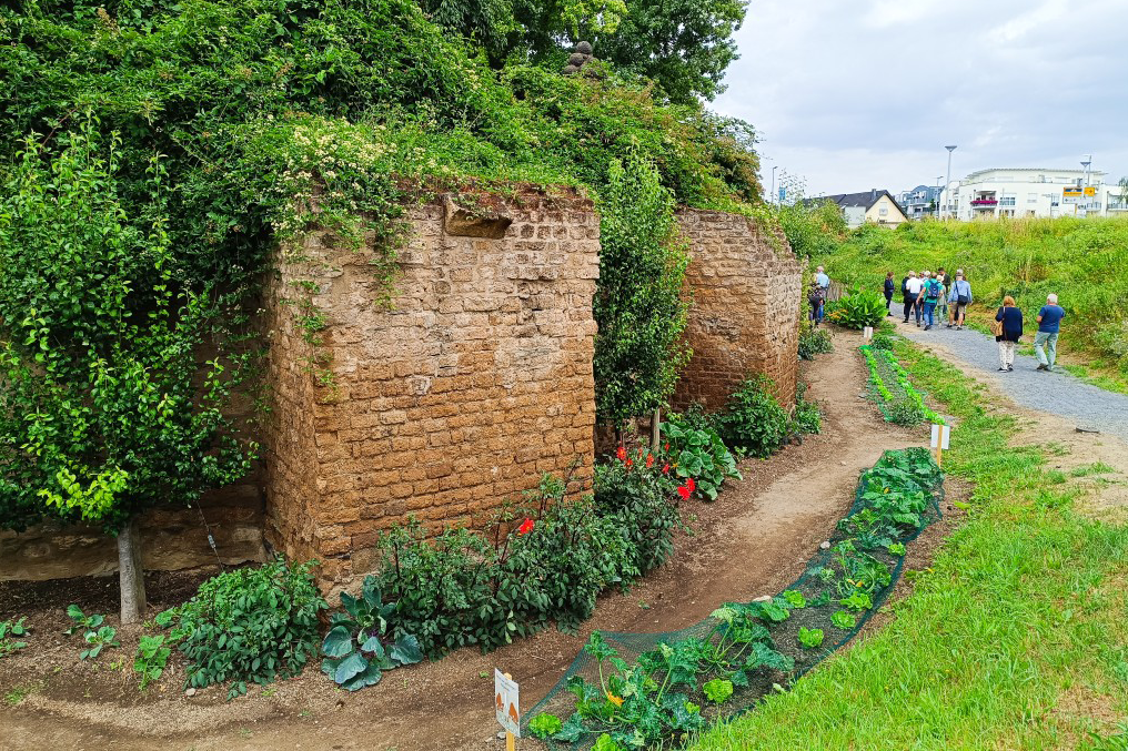 Essbare Stadt Hofheim / Andernach