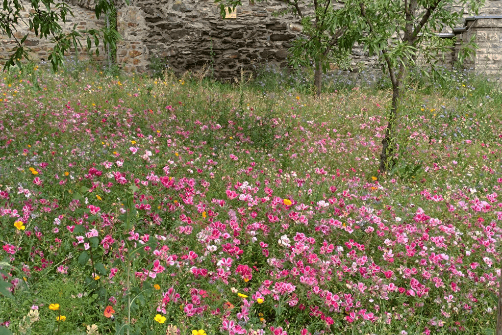 Essbare Stadt Hofheim | Besuch in Andernach
