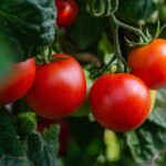Tomaten für Hofheim am Taunus