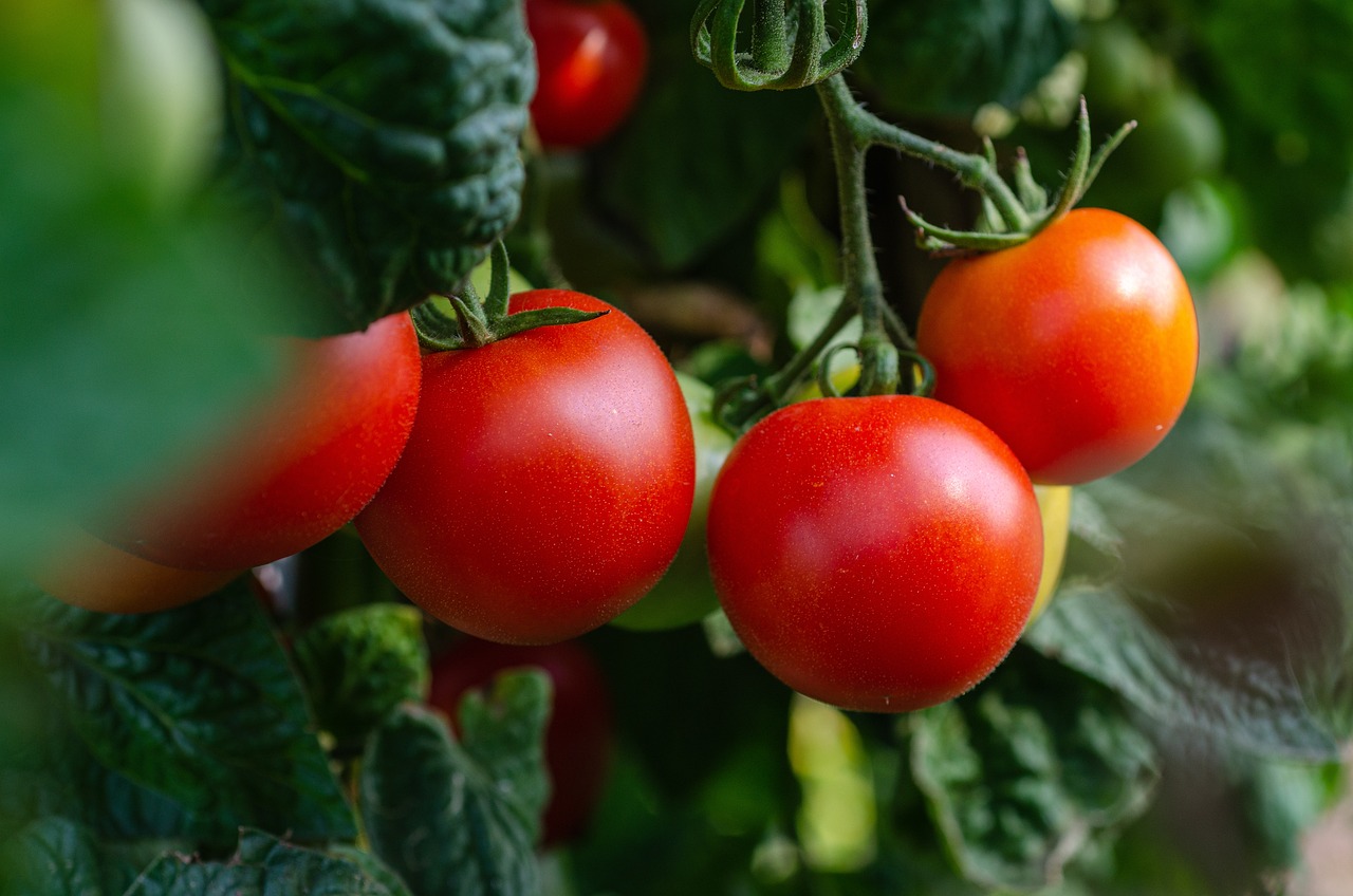 Tomaten für Hofheim am Taunus