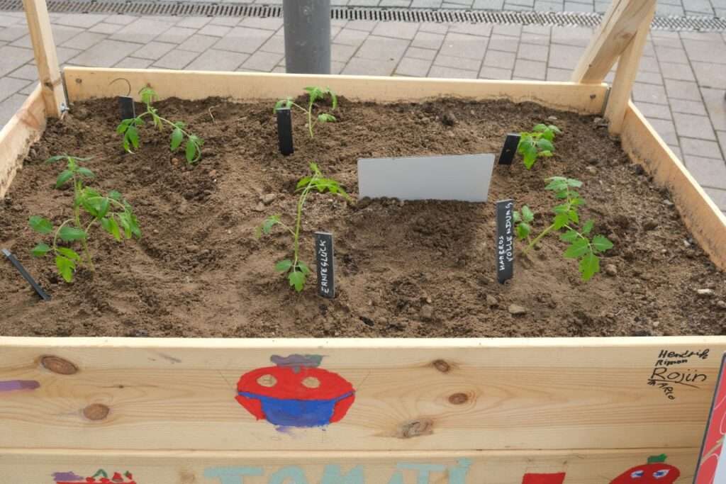 Projekt 1001 Tomate Hofheim | Aufbau der Hochbeete