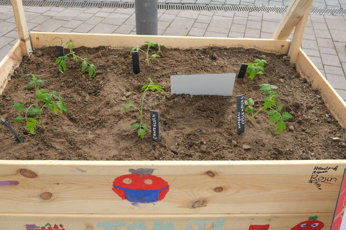 Projekt 1001 Tomate Hofheim | Aufbau der Hochbeete
