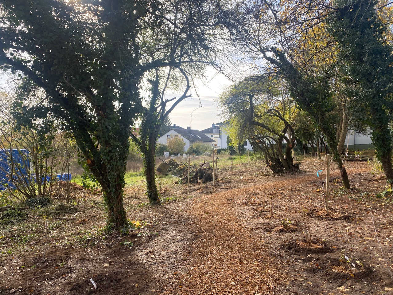 Hofheimer Klimawäldchen am Steinberg entsteht