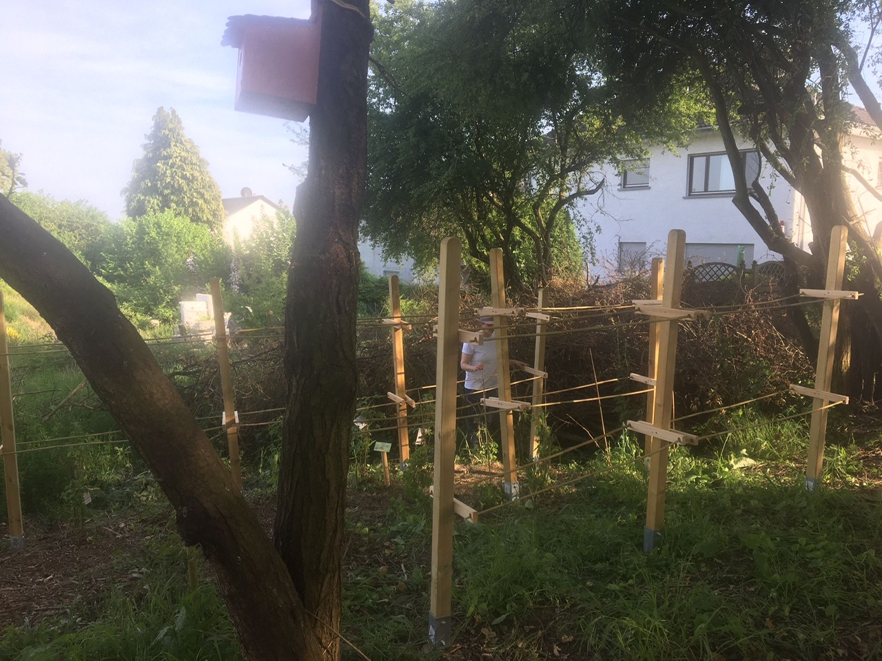 Himbeerspalier fürs Hofheimer Klimawäldchen am Steinberg